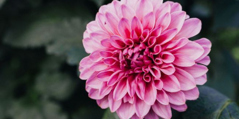 Při setí sazenic v 2022: podmínky a příznivé dny na lunárním kalendáři, kdy do závodu